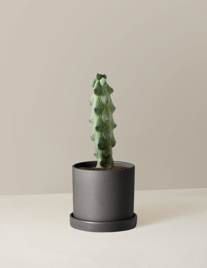  Myrtillocactus Geometrizans 'Boobie Cactus'