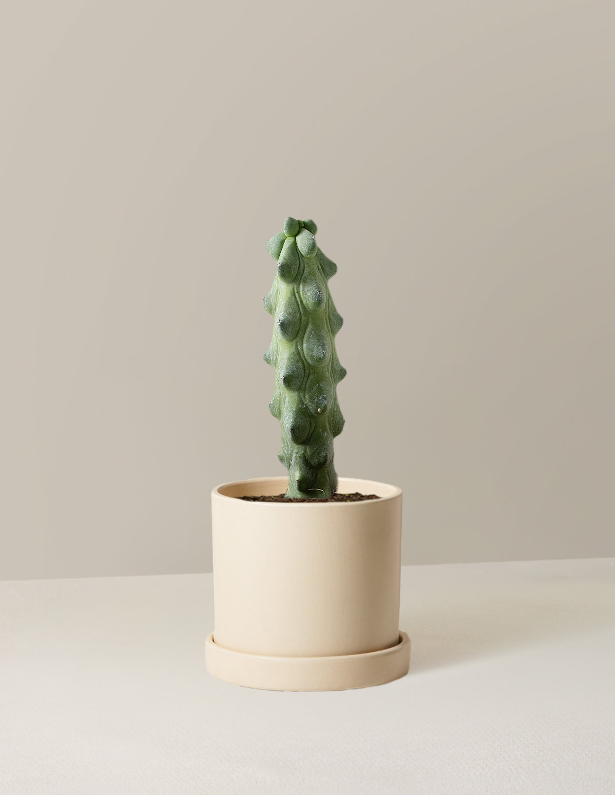  Myrtillocactus Geometrizans 'Boobie Cactus'