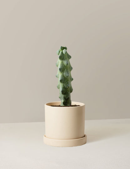  Myrtillocactus Geometrizans 'Boobie Cactus'