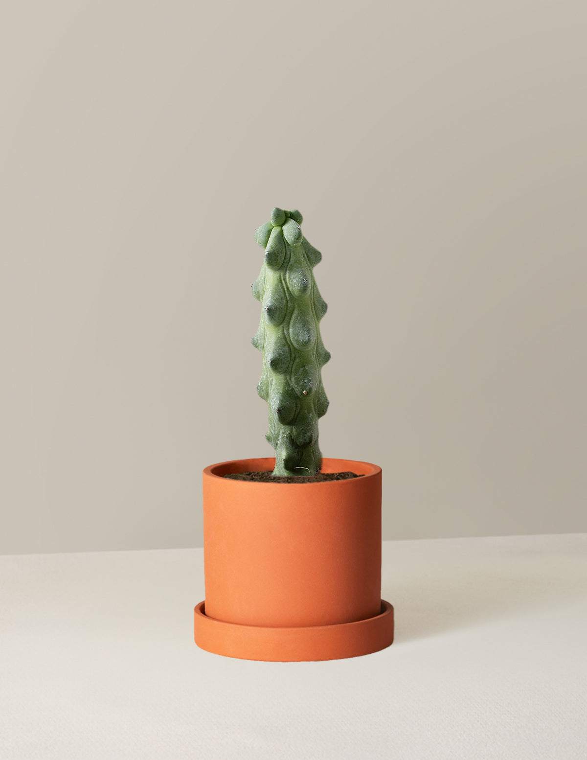  Myrtillocactus Geometrizans 'Boobie Cactus'