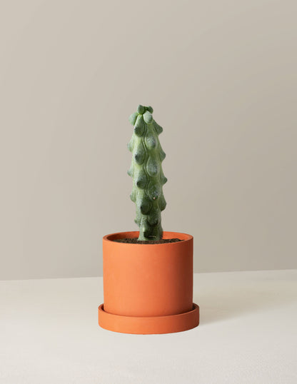  Myrtillocactus Geometrizans 'Boobie Cactus'