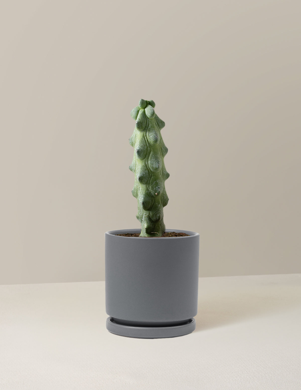  Myrtillocactus Geometrizans 'Boobie Cactus'