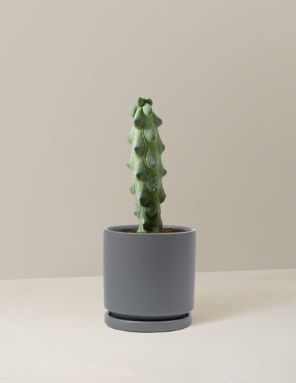  Myrtillocactus Geometrizans 'Boobie Cactus'