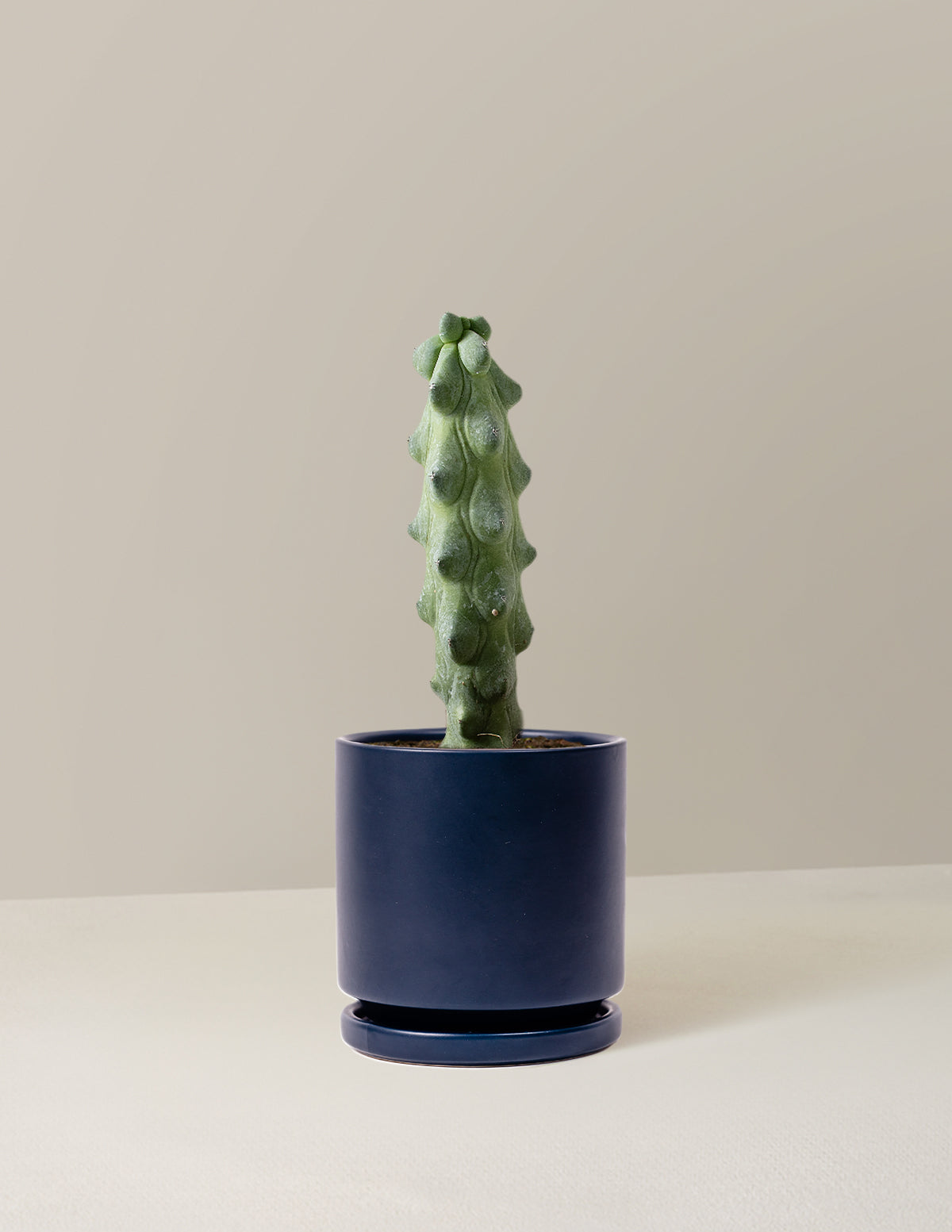  Myrtillocactus Geometrizans 'Boobie Cactus'