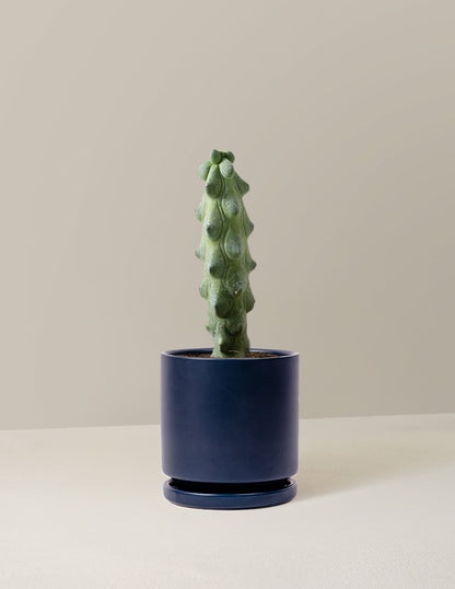  Myrtillocactus Geometrizans 'Boobie Cactus'