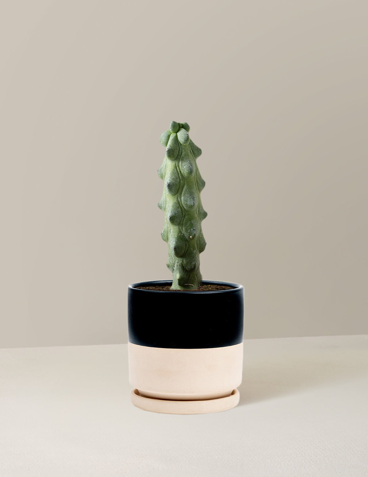  Myrtillocactus Geometrizans 'Boobie Cactus'