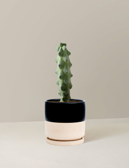  Myrtillocactus Geometrizans 'Boobie Cactus'