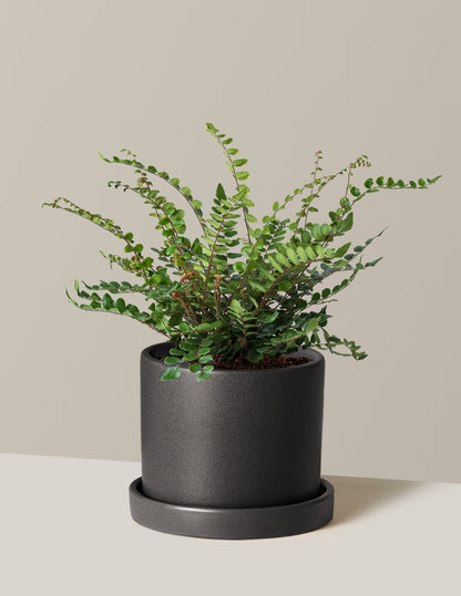  Button Fern