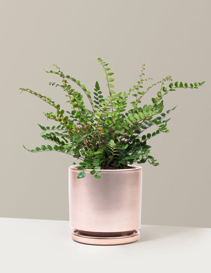  Button Fern