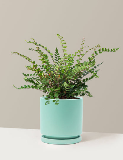  Button Fern
