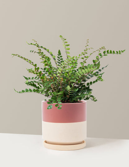  Button Fern