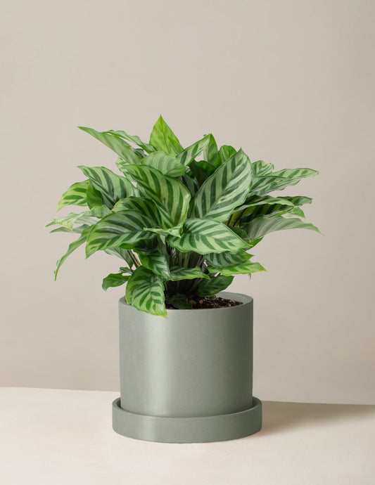  Calathea Freddie