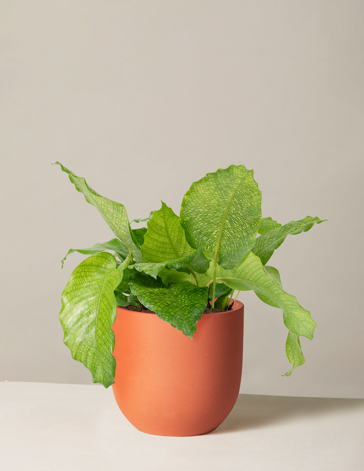  Calathea Musaica