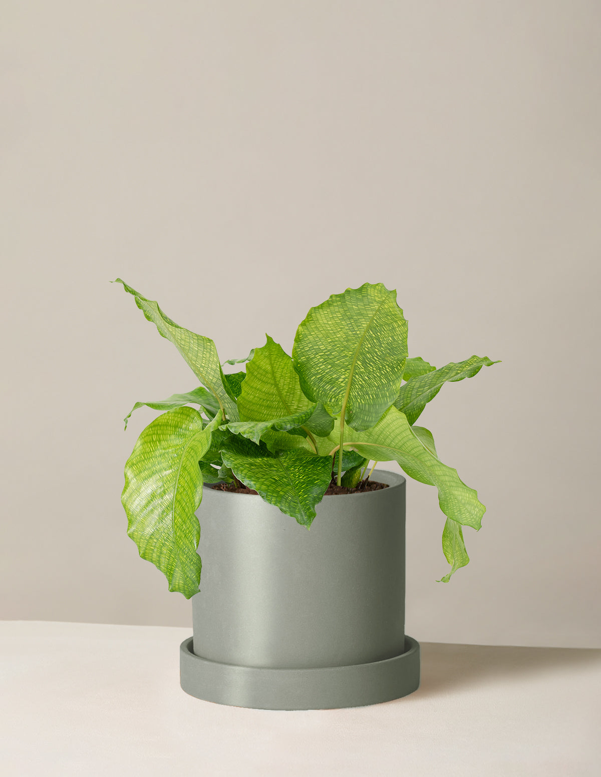  Calathea Musaica