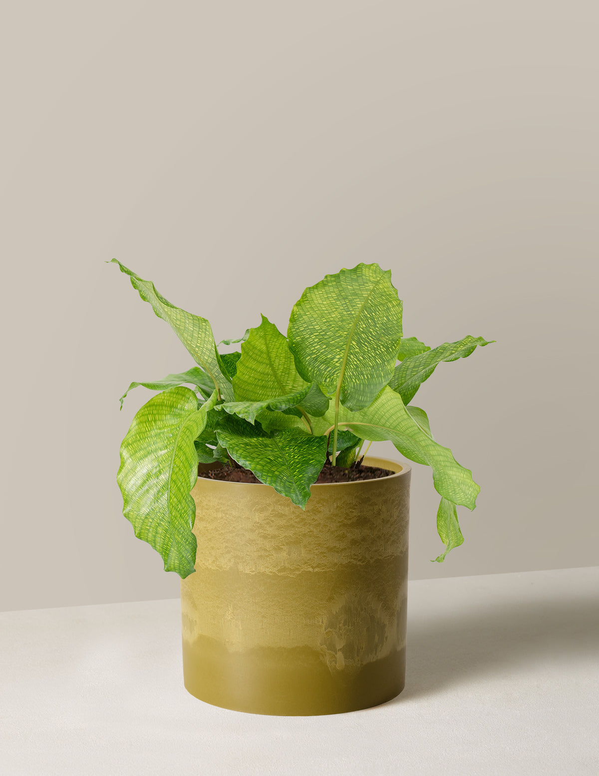  Calathea Musaica