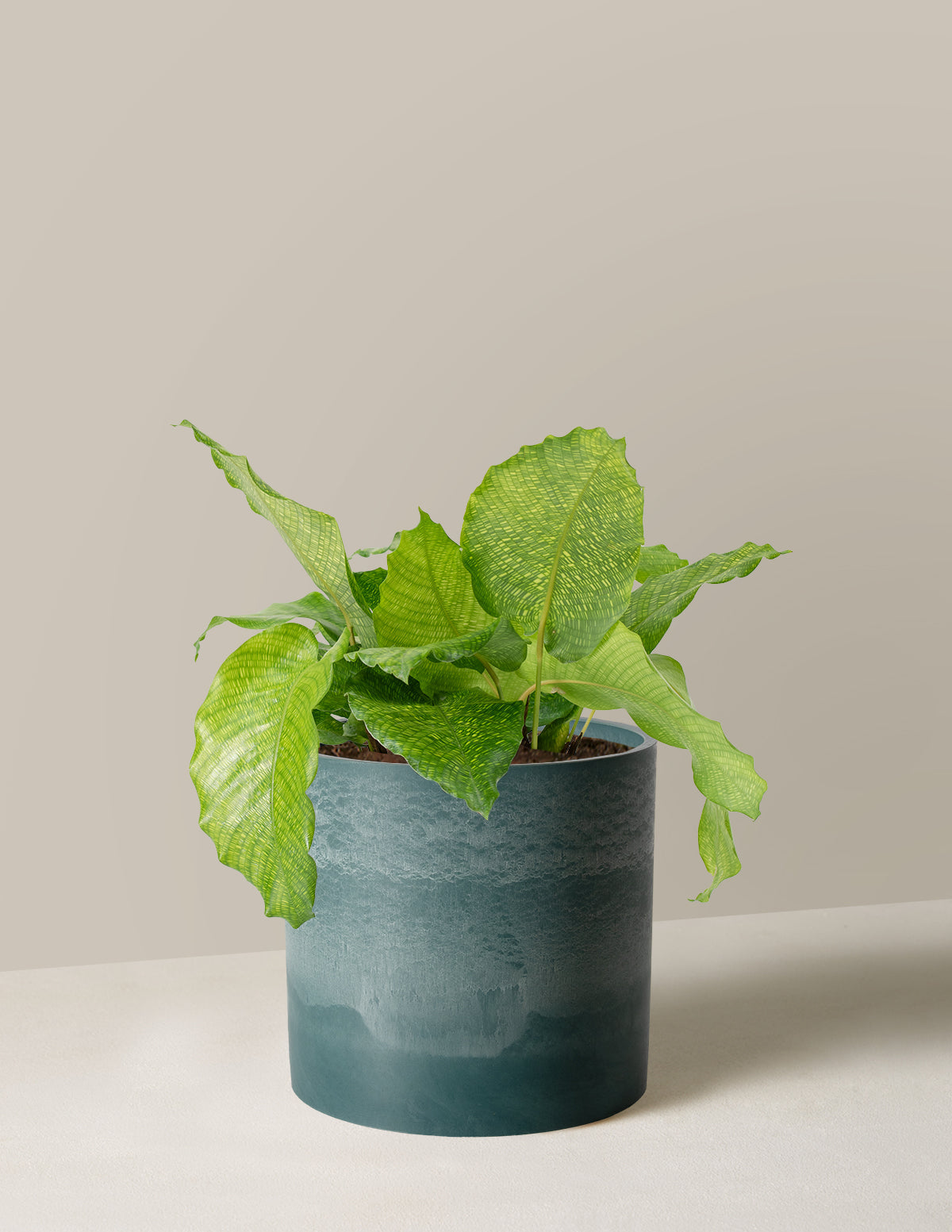  Calathea Musaica