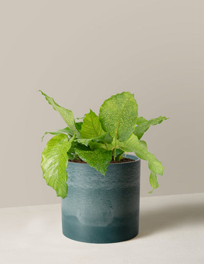  Calathea Musaica