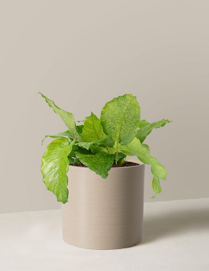  Calathea Musaica
