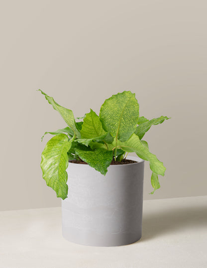  Calathea Musaica