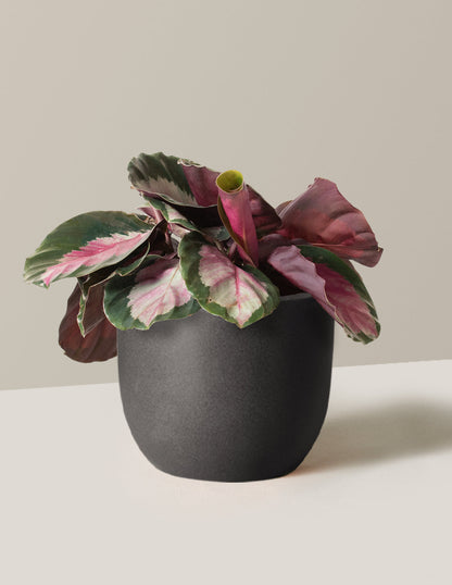  Calathea Rosy