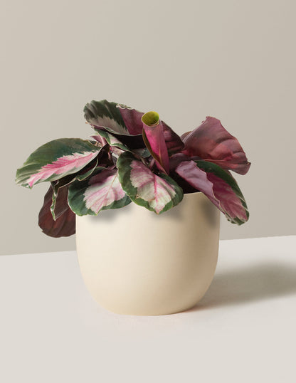  Calathea Rosy