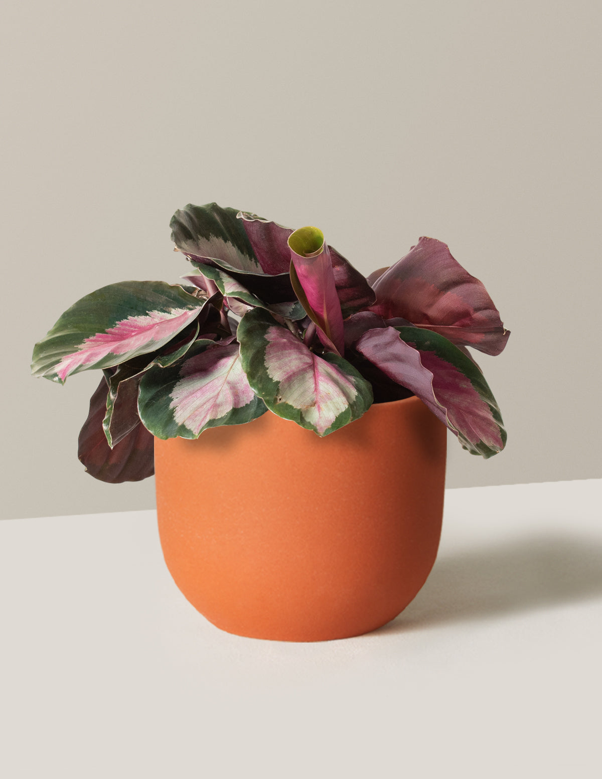  Calathea Rosy