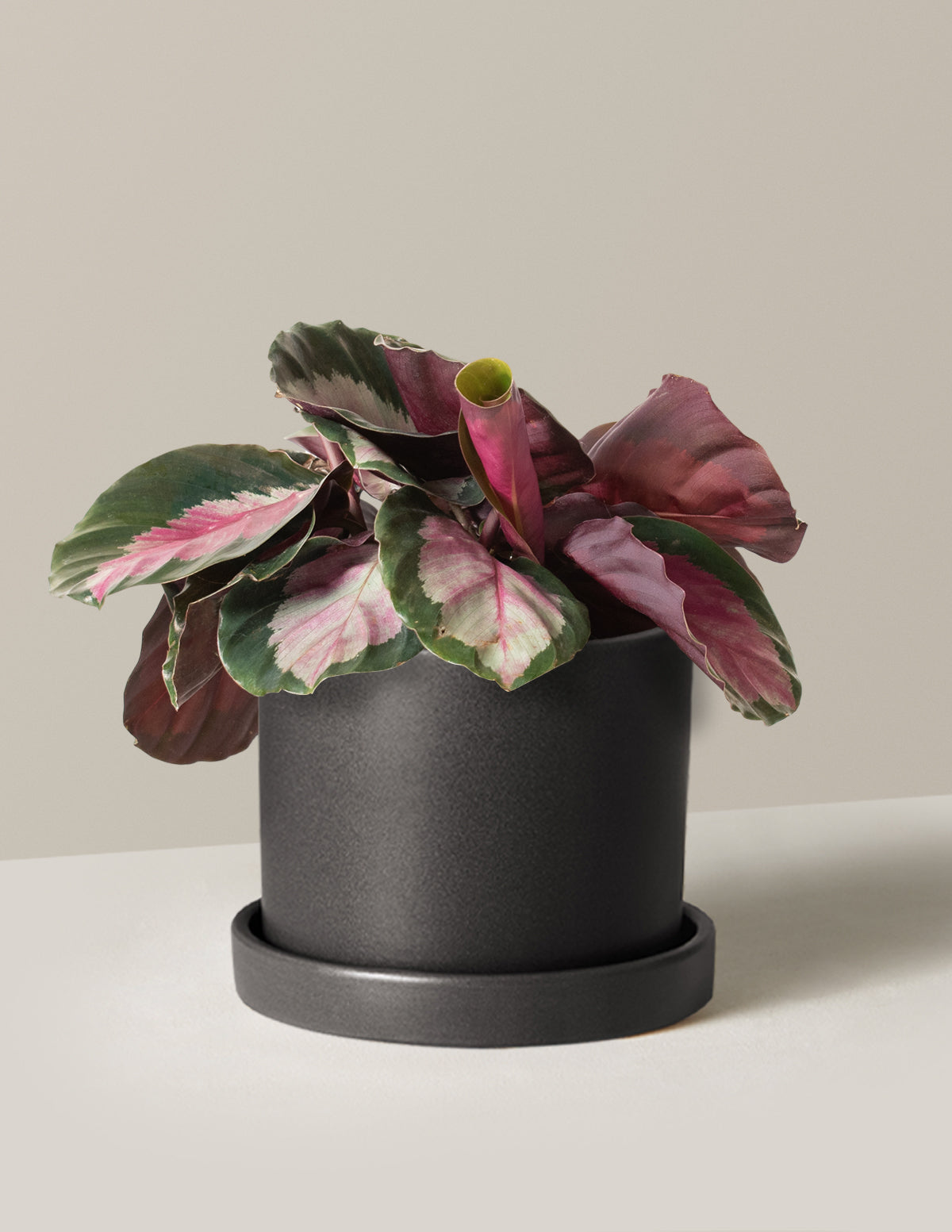  Calathea Rosy