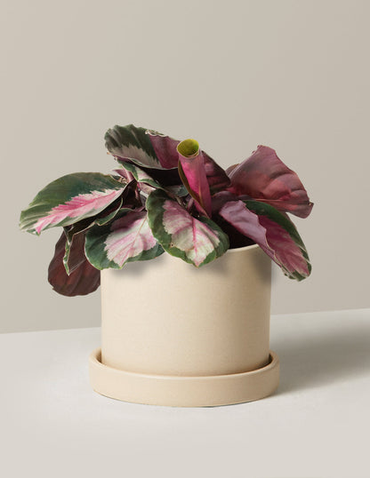  Calathea Rosy