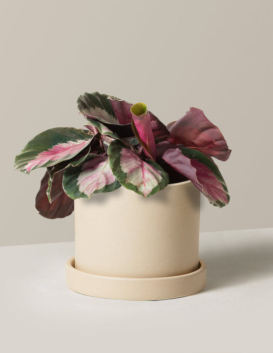  Calathea Rosy