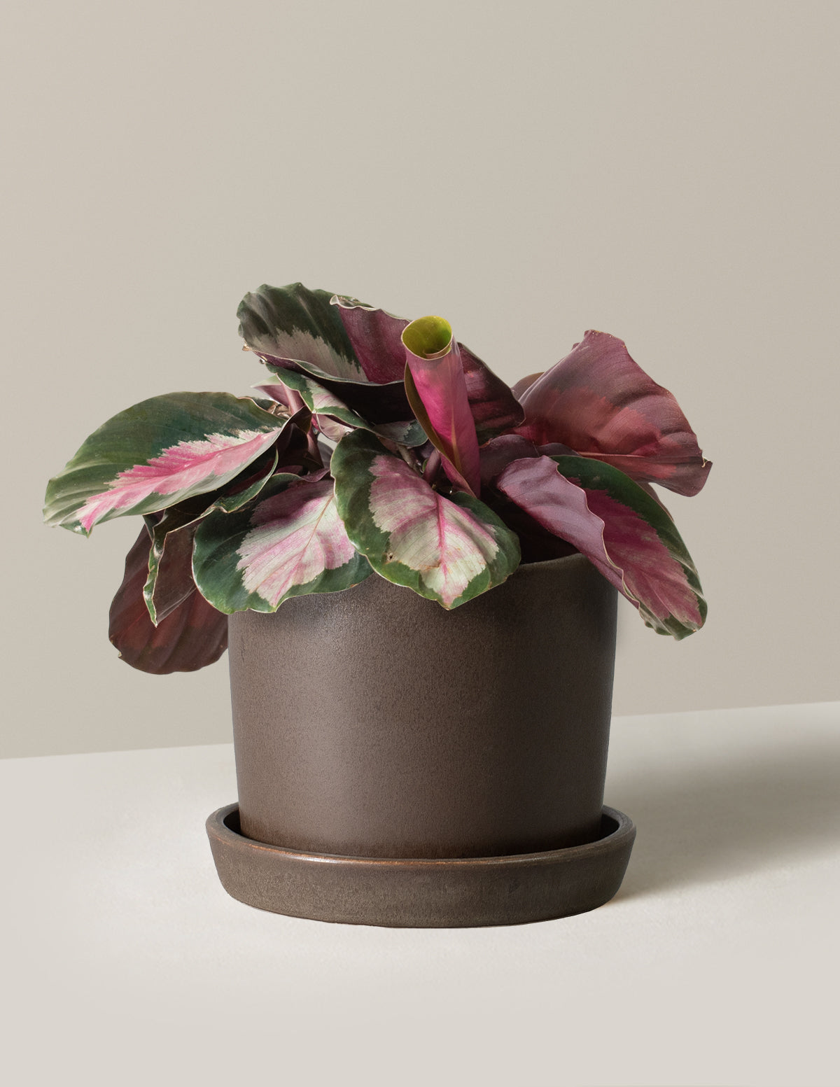  Calathea Rosy