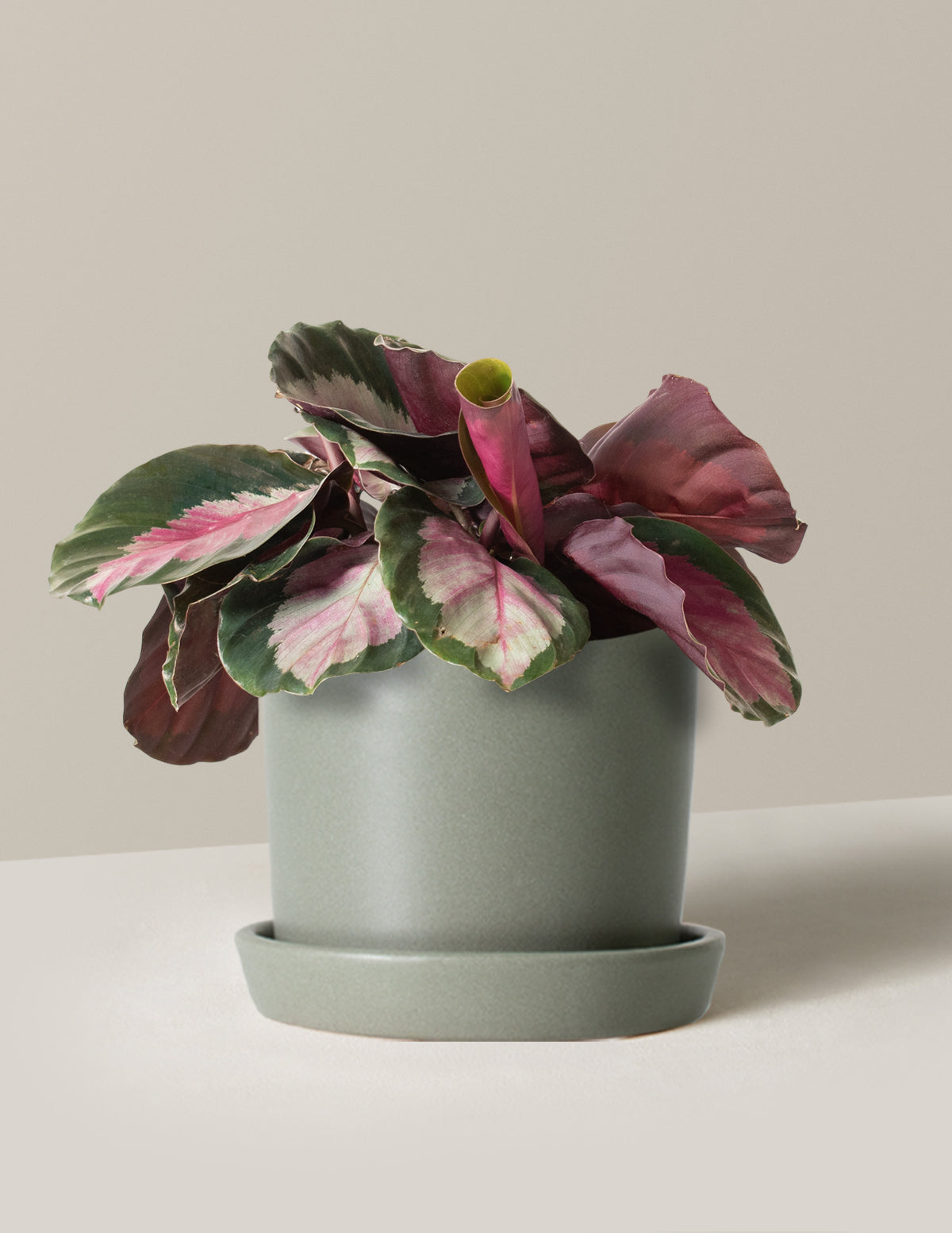  Calathea Rosy