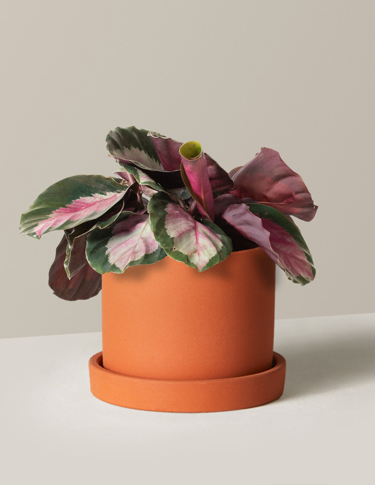  Calathea Rosy