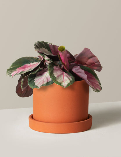  Calathea Rosy