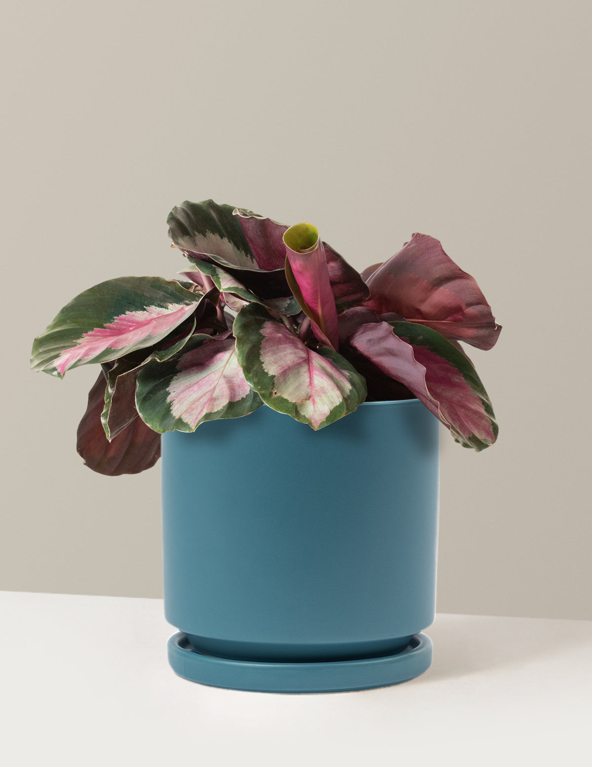  Calathea Rosy