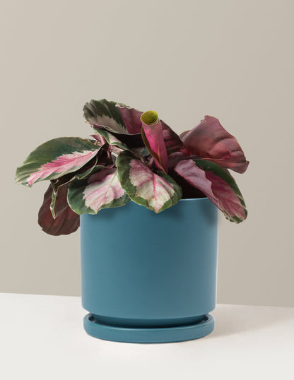  Calathea Rosy