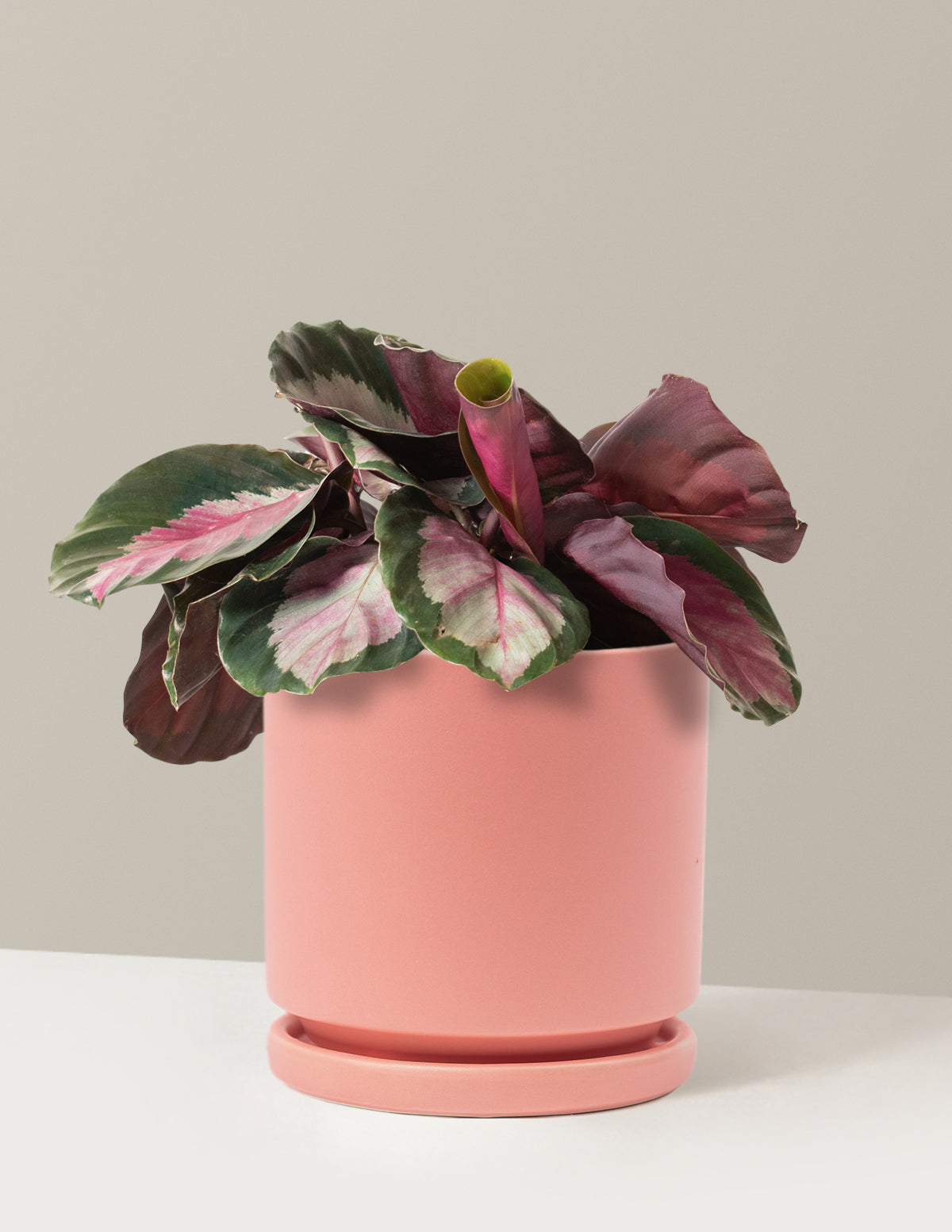  Calathea Rosy