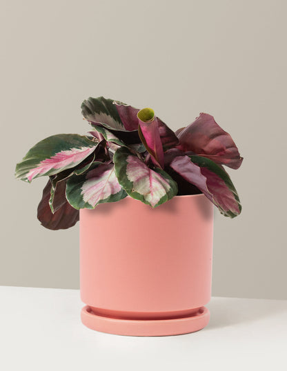  Calathea Rosy