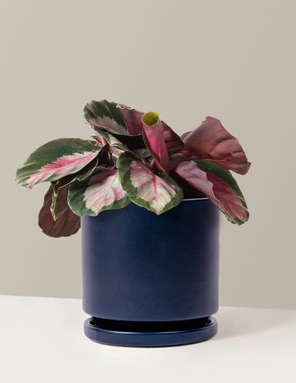  Calathea Rosy