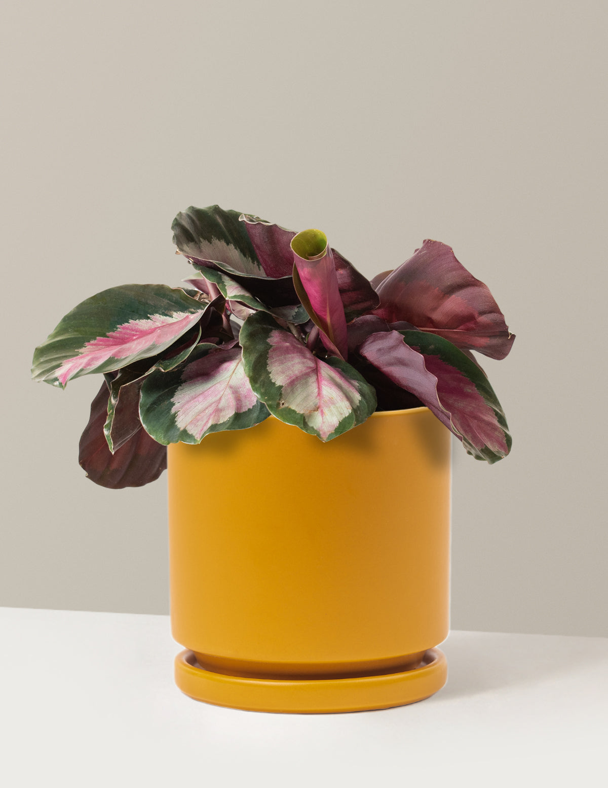  Calathea Rosy
