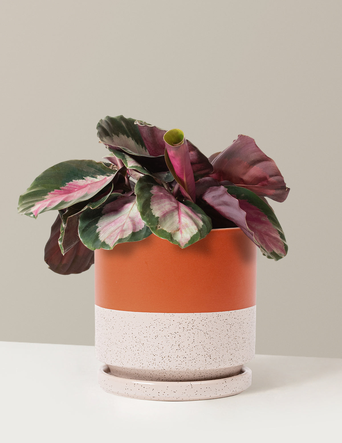  Calathea Rosy
