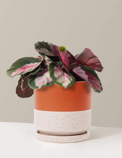 Calathea Rosy