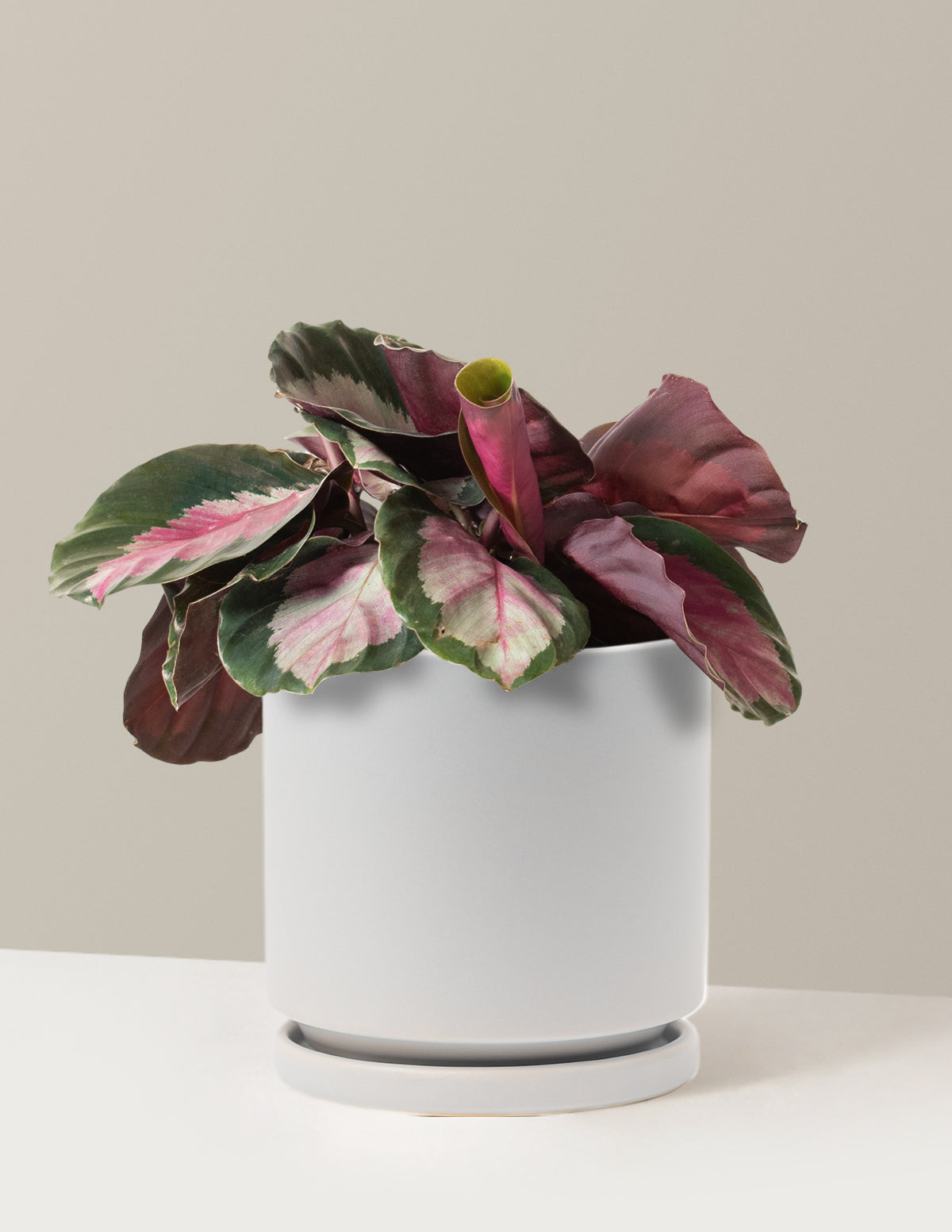 Calathea Rosy