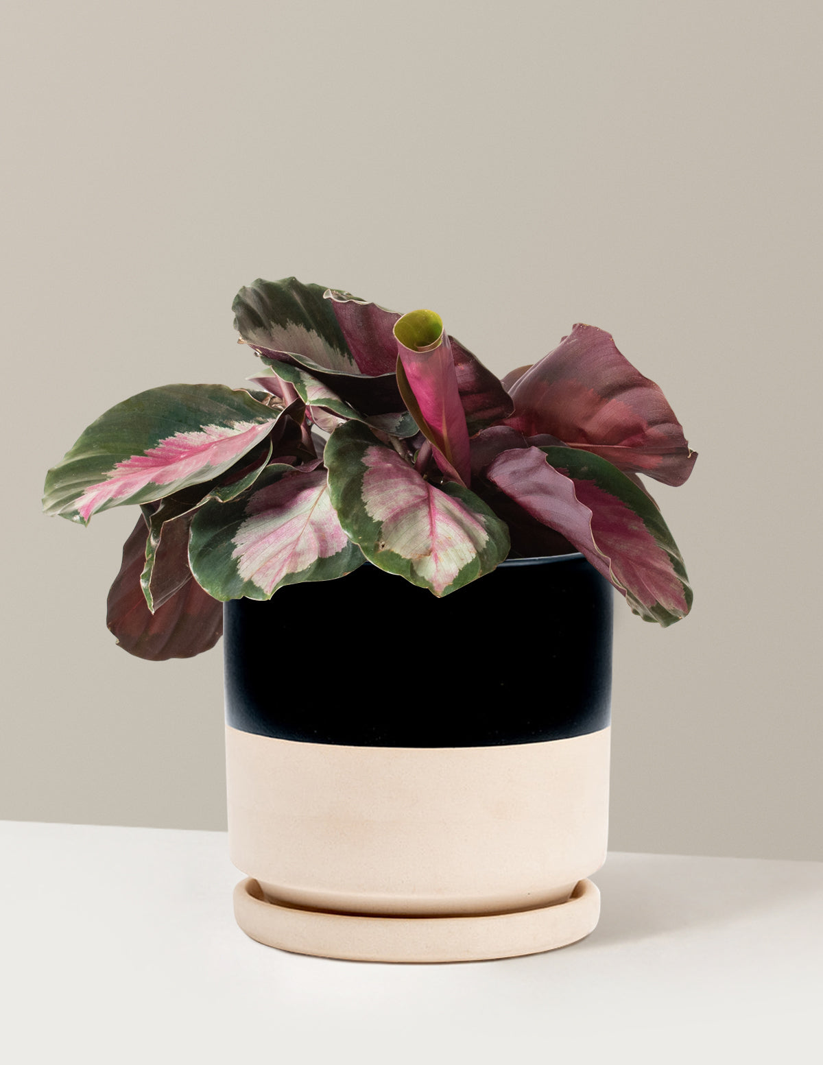  Calathea Rosy
