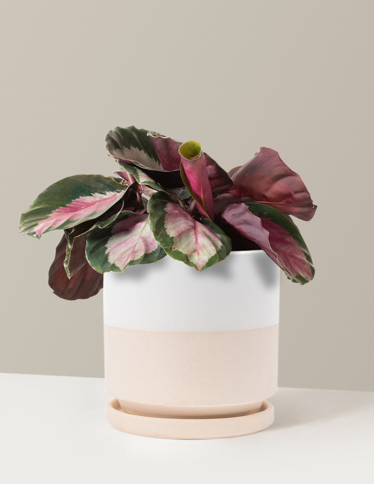  Calathea Rosy