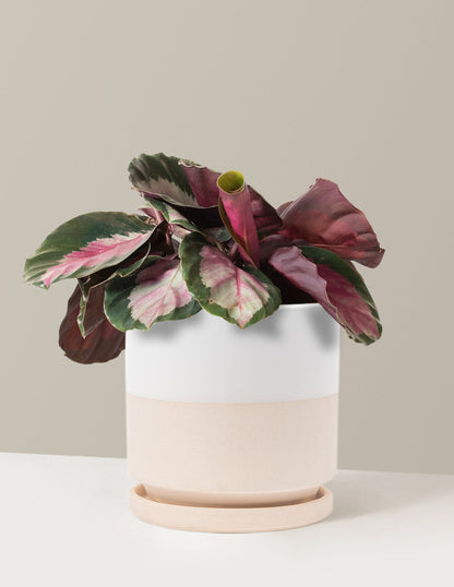  Calathea Rosy