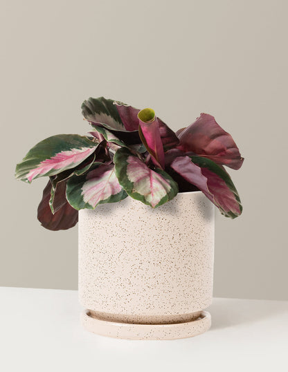  Calathea Rosy