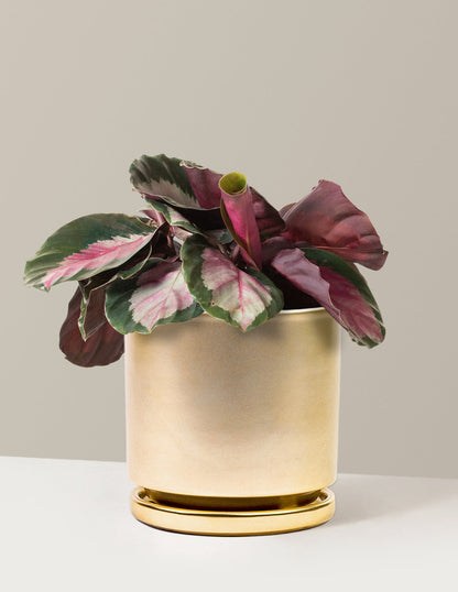  Calathea Rosy
