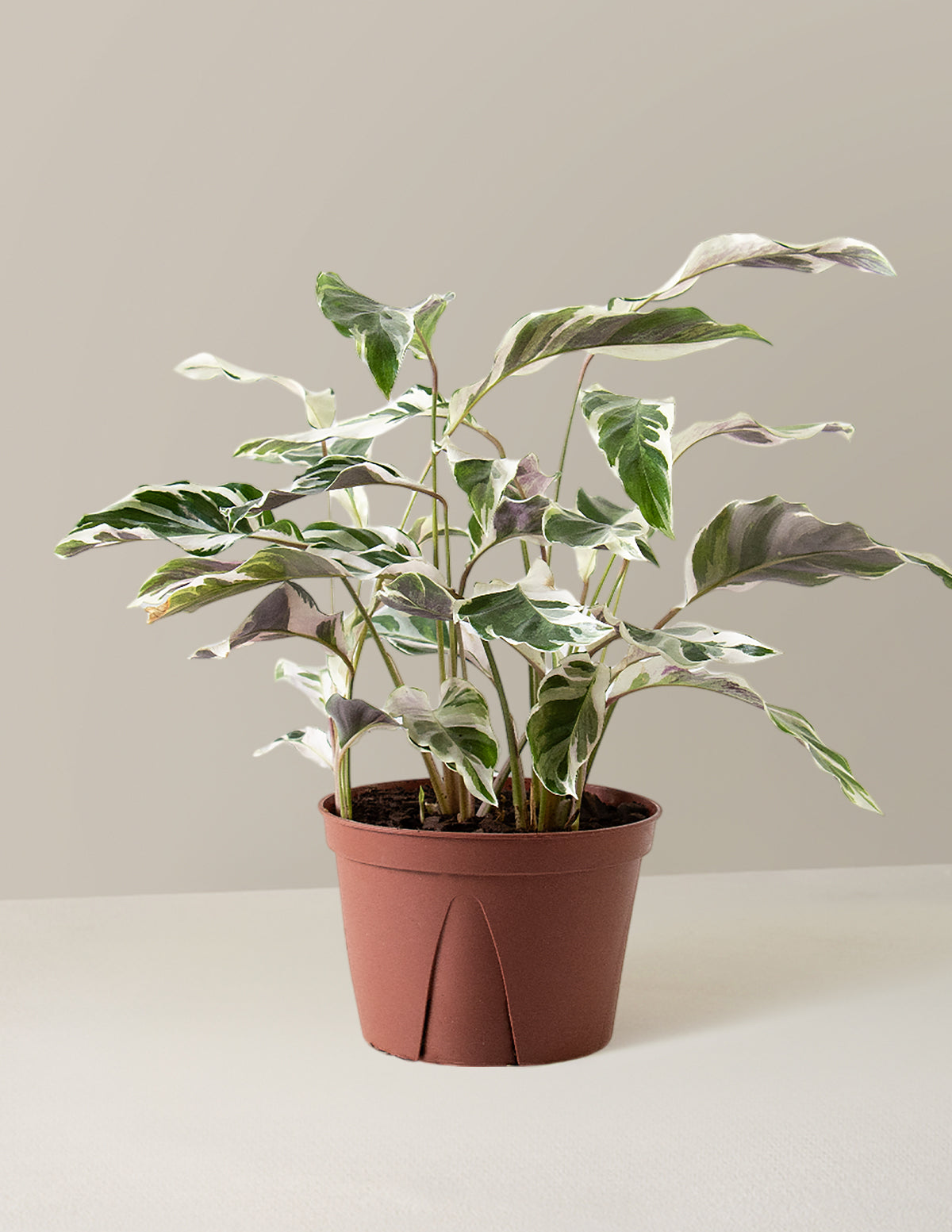  Calathea White Fusion