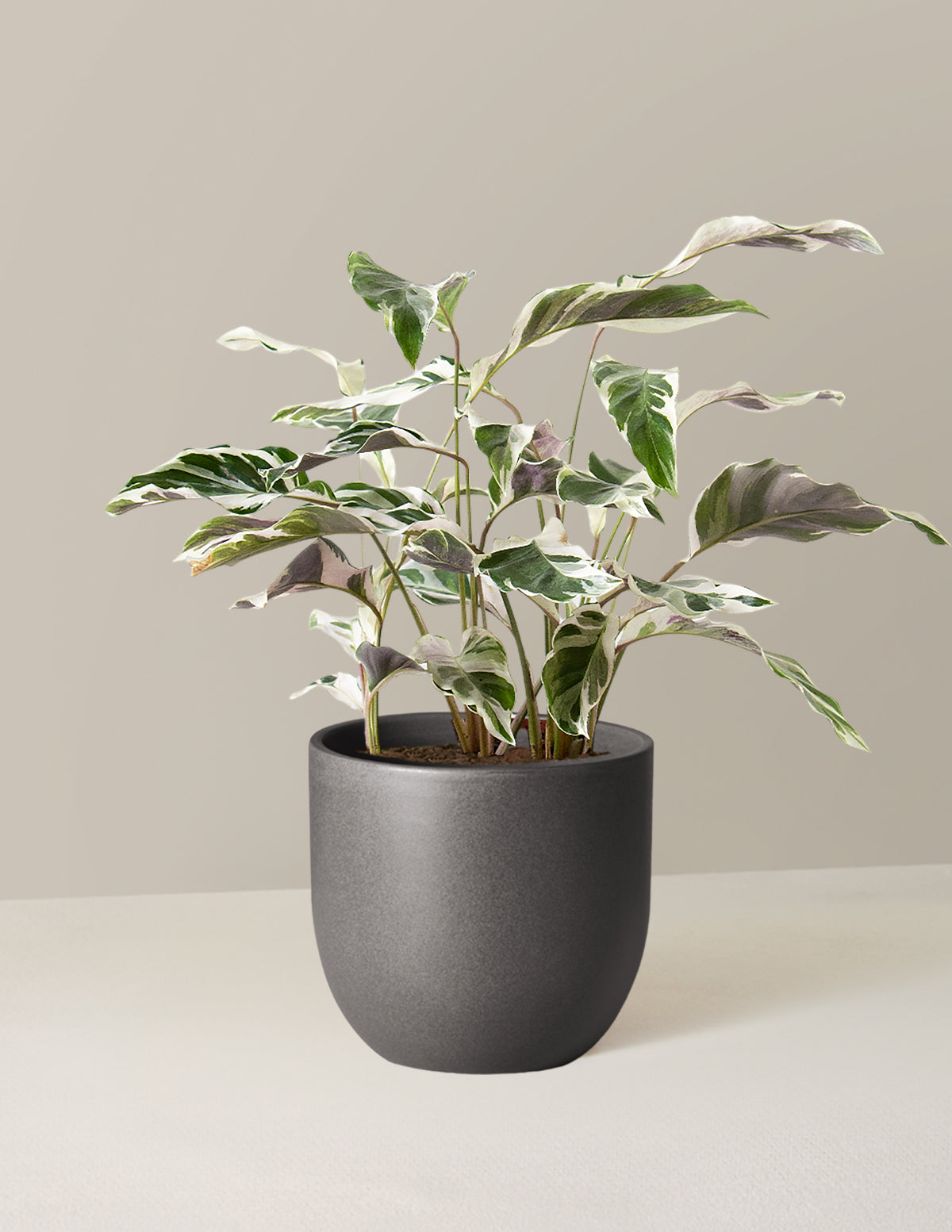  Calathea White Fusion