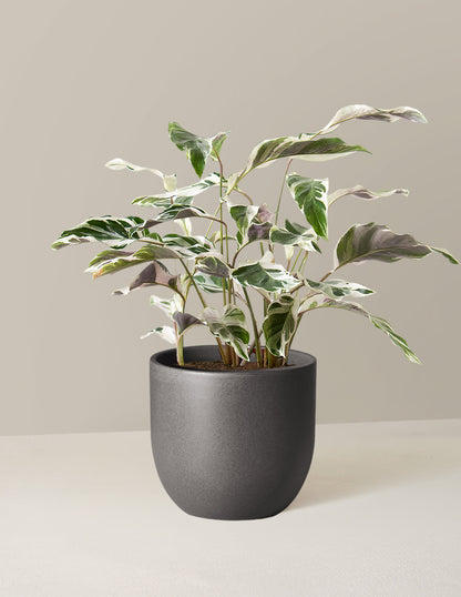  Calathea White Fusion